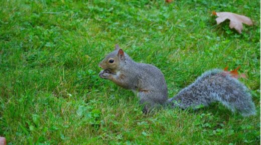 squirrel removal